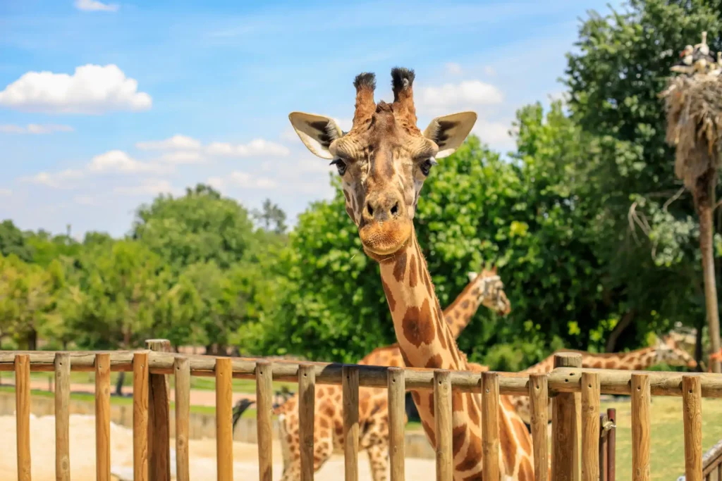 Animaux évoluant dans le cadre troglodytique du Bioparc de Doué-la-Fontaine près de Saumur
